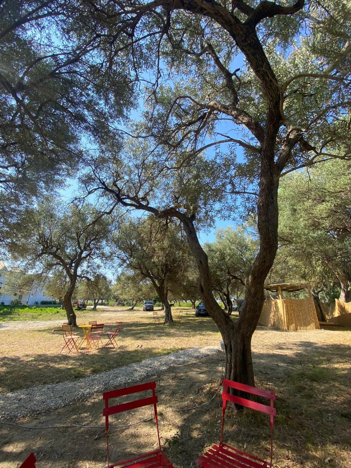 Borsh Olive Camping Hotel Exterior photo